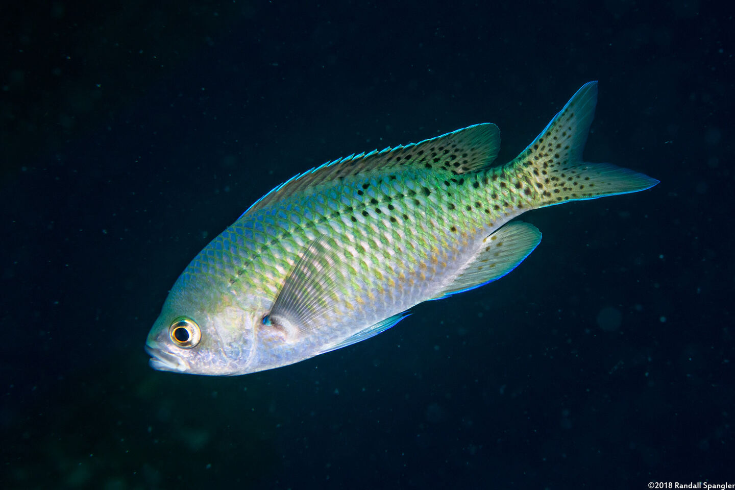 Chromis punctipinnis (Blacksmith)