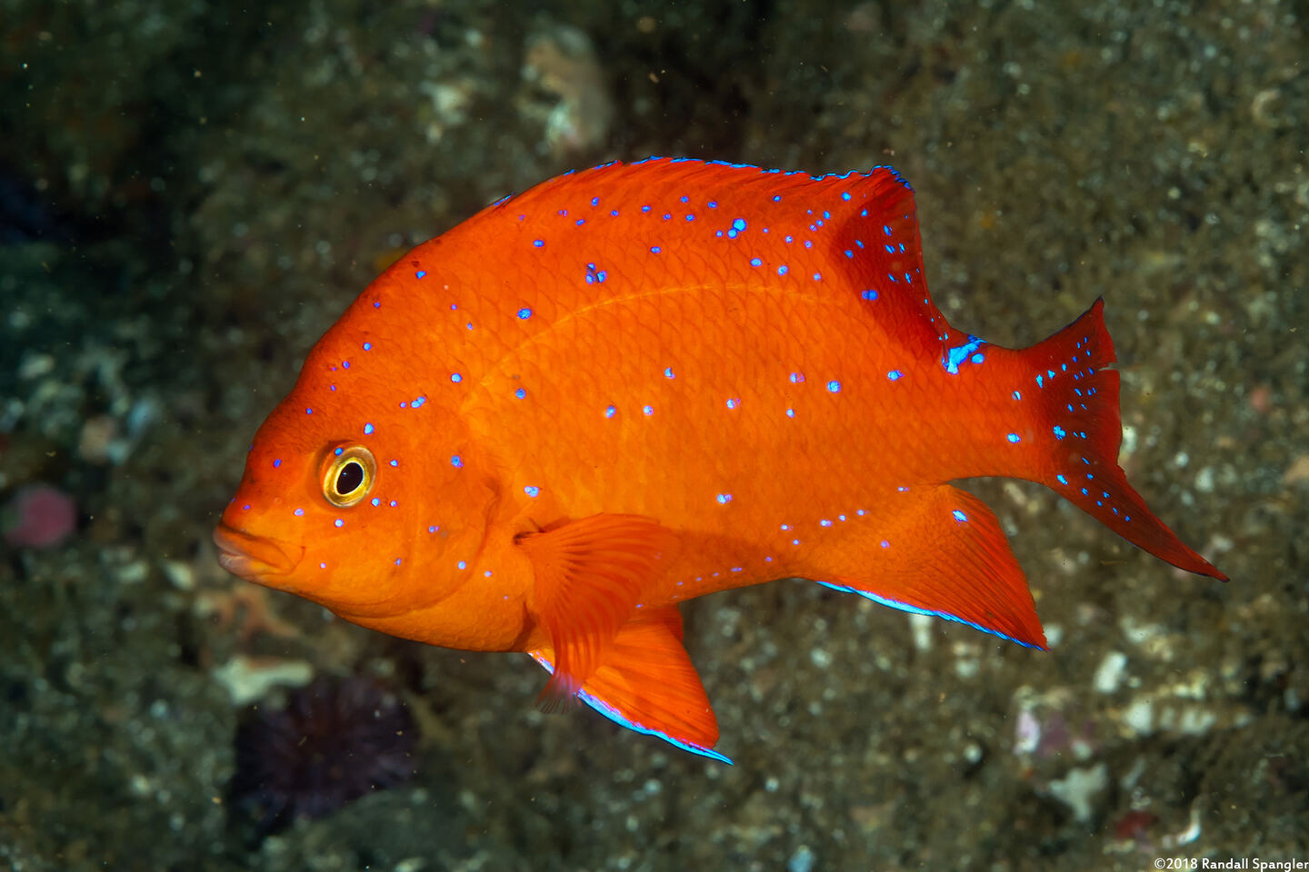 Hypsypops rubicundus (Garibaldi)