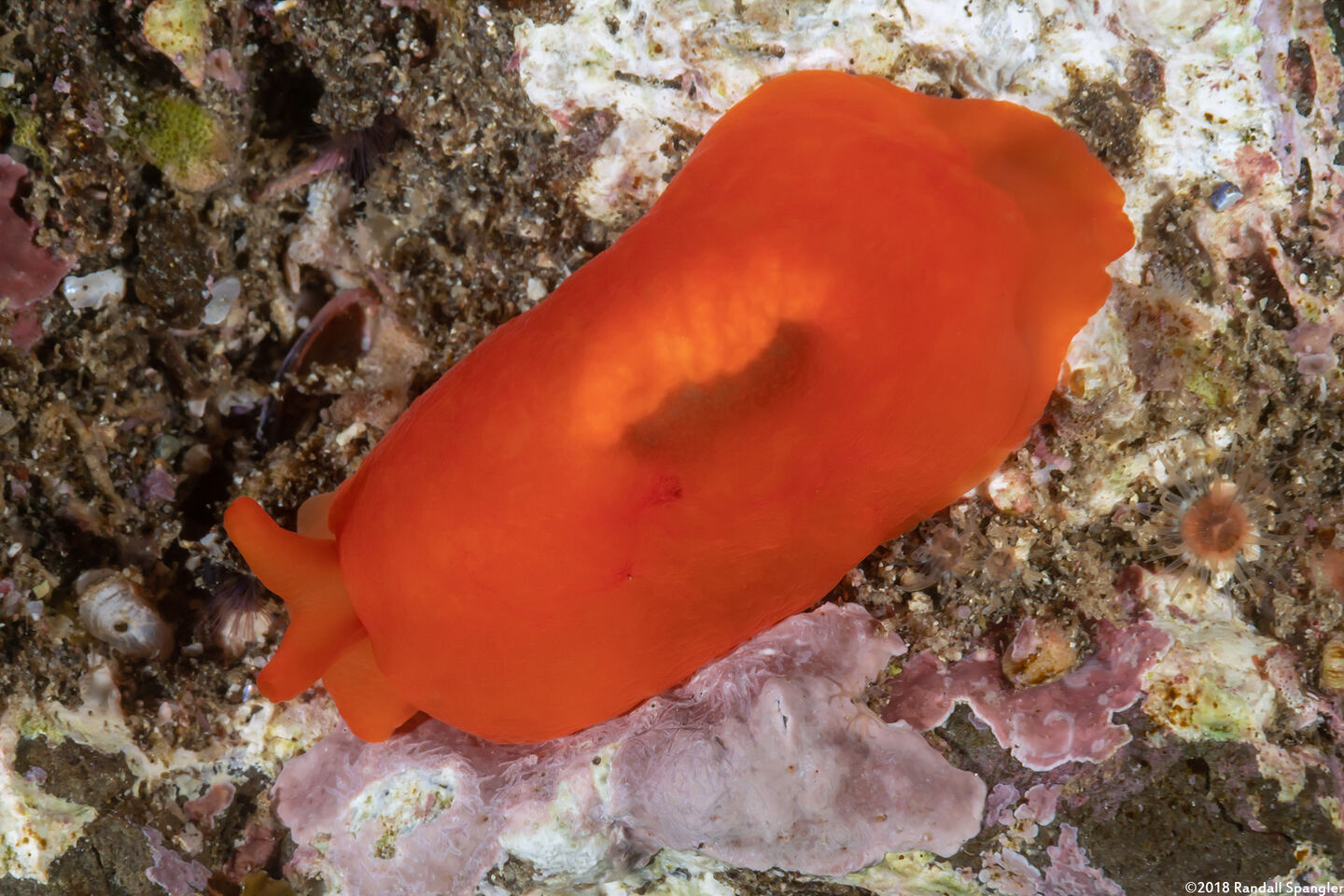 Berthellina ilisima (Orange Blob)