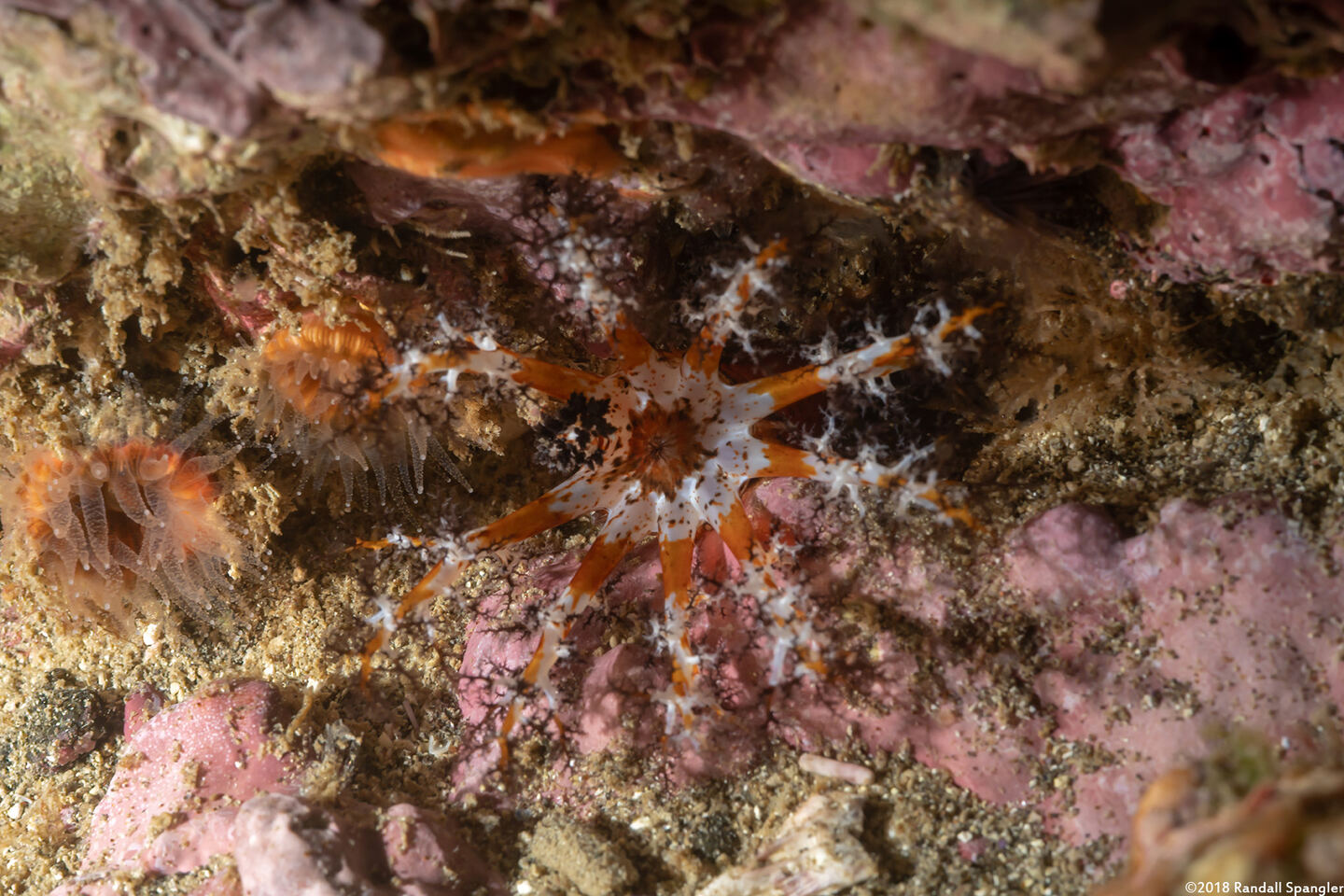 Cucumaria salma (Black and Orange Sea Cucumber)