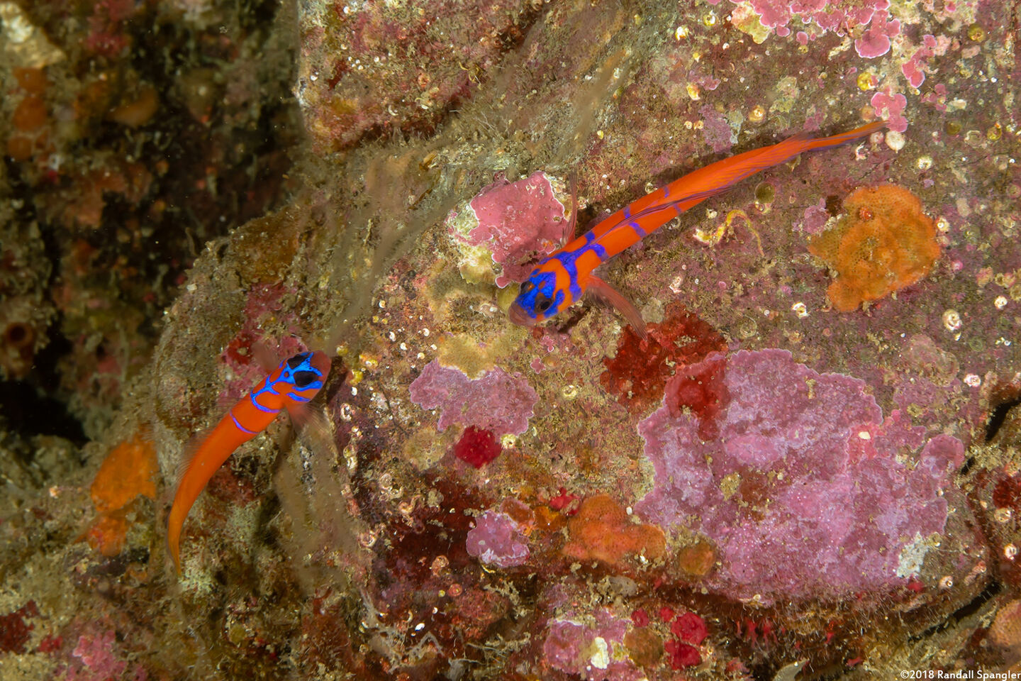 Lythrypnus dalli (Bluebanded Goby)