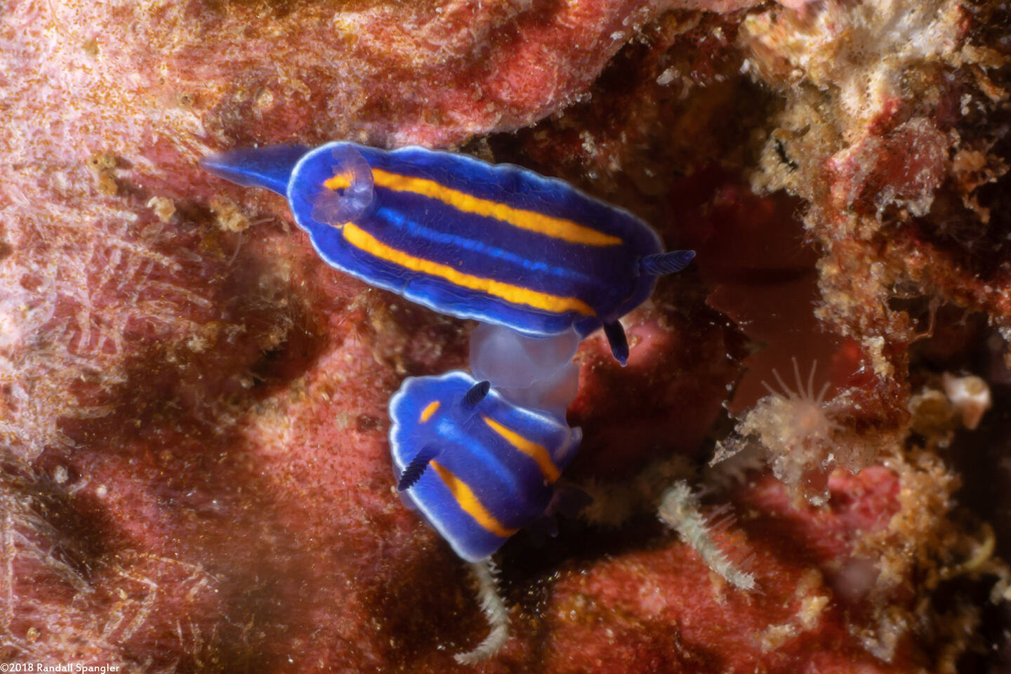 Felimare porterae (Porter's Chromodorid)