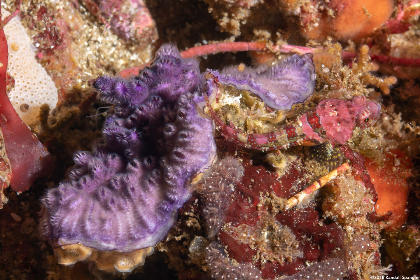 Disporella sp.1 (Purple Bryozoan)
