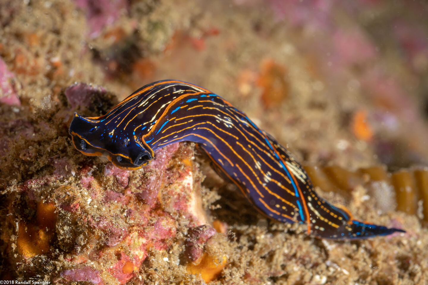 Navanax inermis (Navanax)