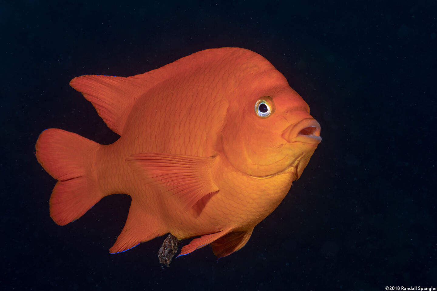 Hypsypops rubicundus (Garibaldi)