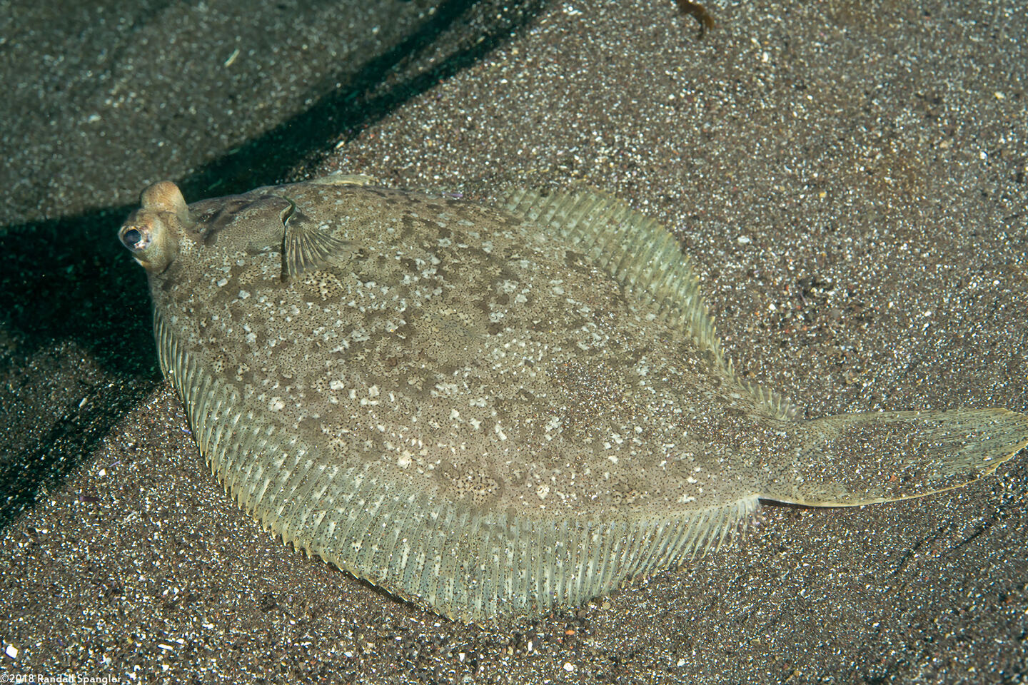 Pleuronichthys coenosus (C-O Sole)