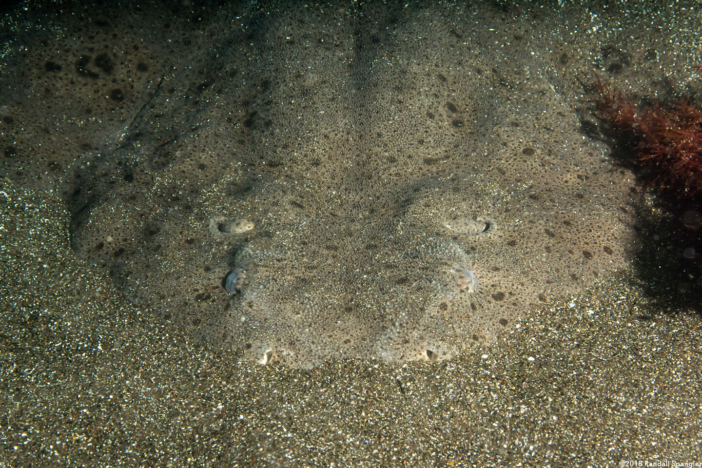 Squatina californica (Angel Shark)