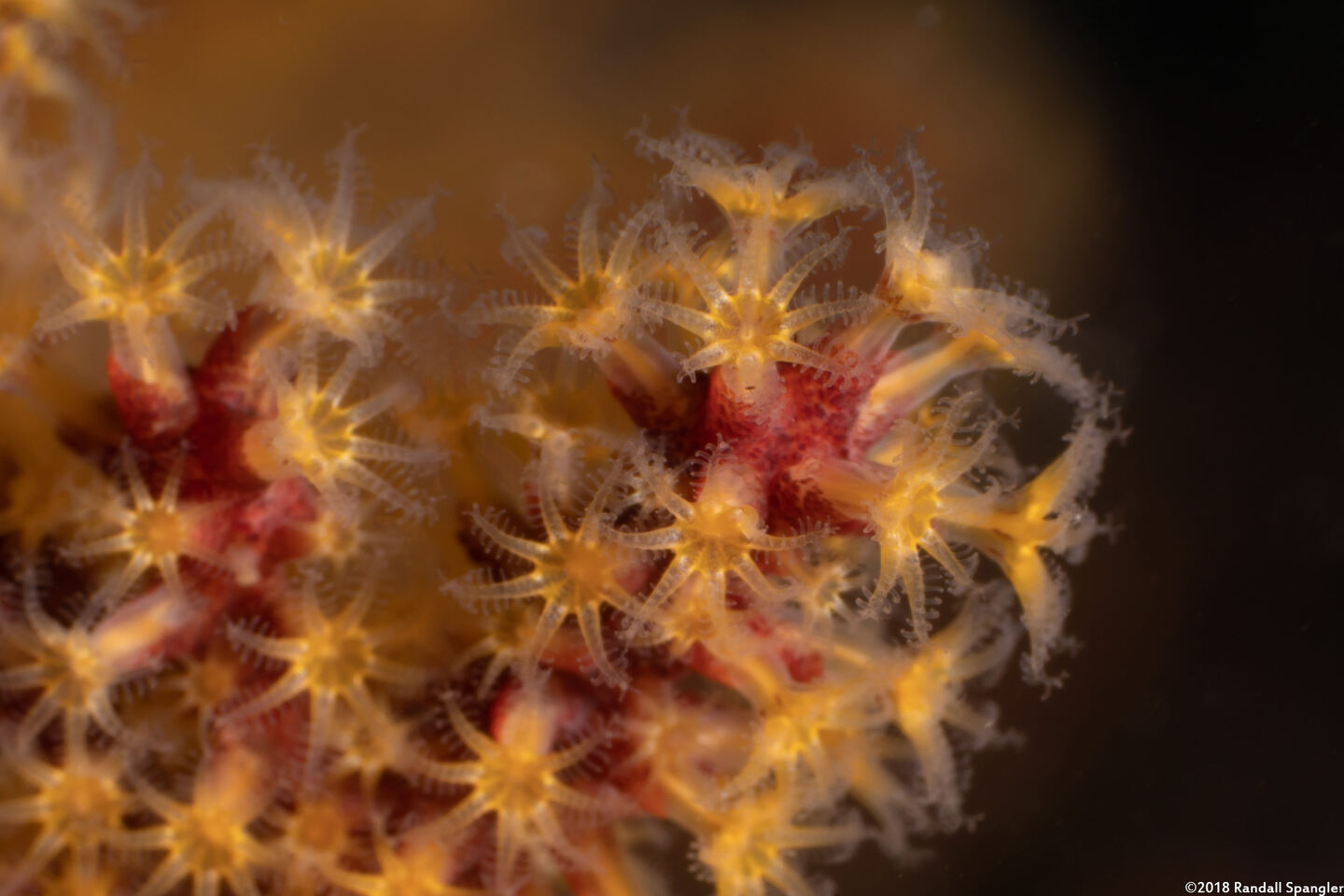 Muricea californica (California Golden Gorgonian)