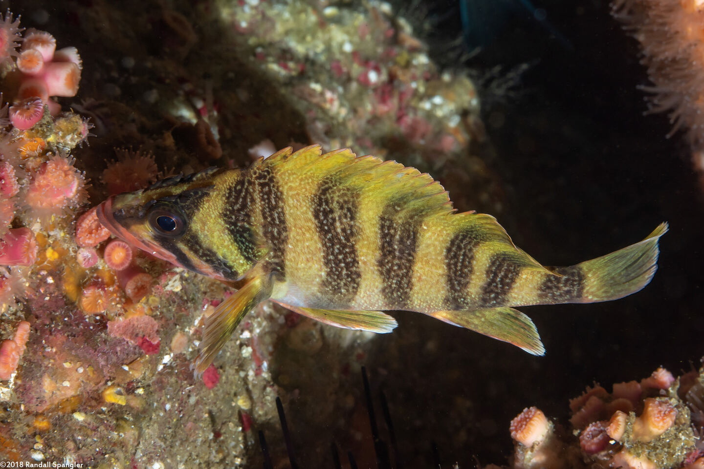 Sebastes serriceps (Treefish)