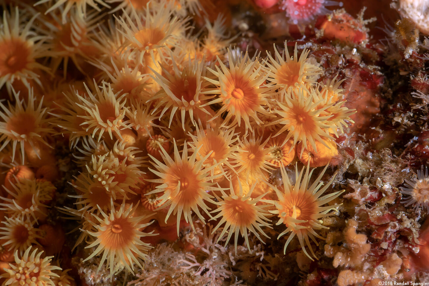 Epizoanthus scotinus (Yellow Zoanthid)