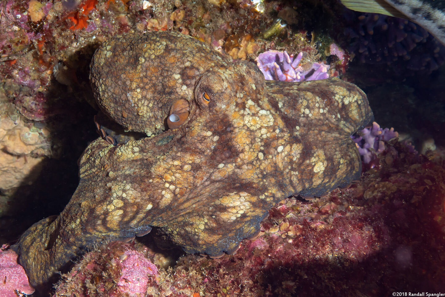 Octopus bimaculatus (Two-Spot Octopus)