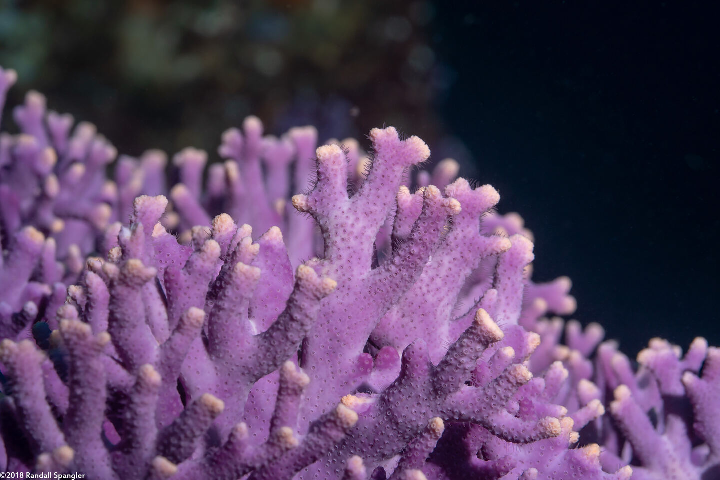 Stylaster californicus (California Hydrocoral)