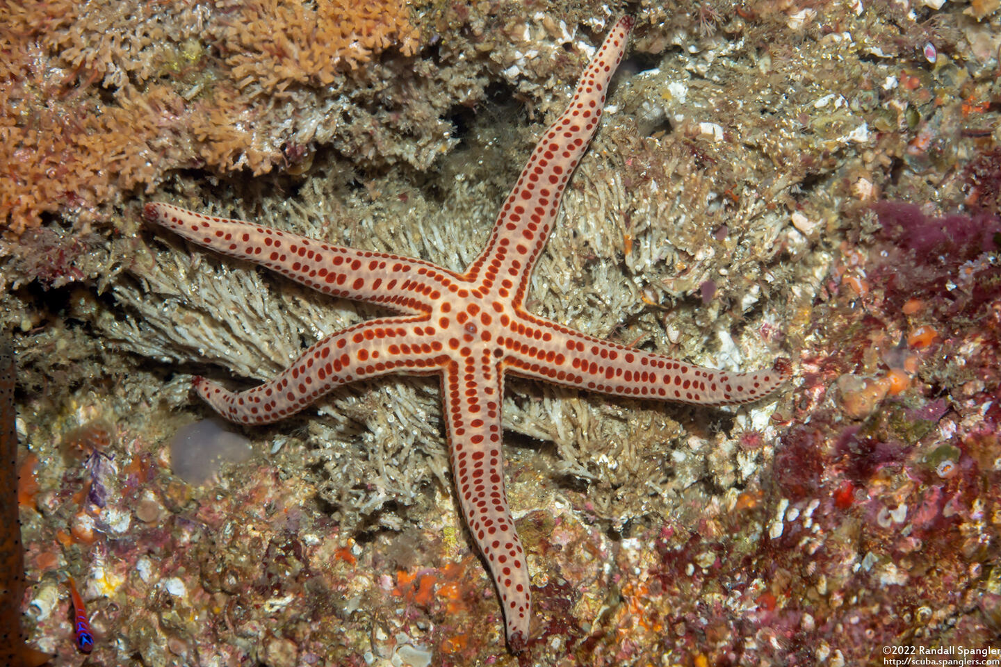 Pharia pyramidata (Yellow Spotted Star)