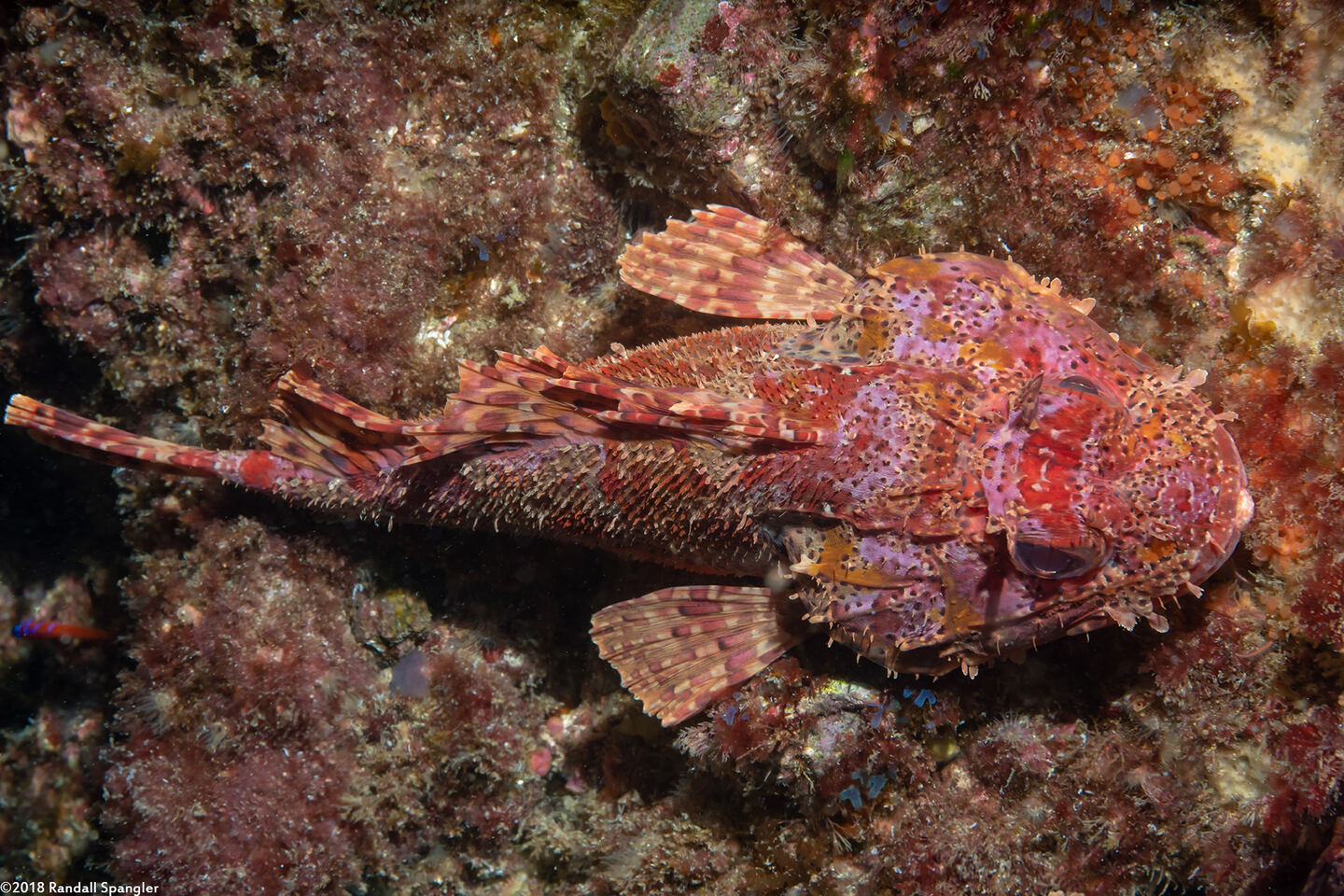 Scorpaena guttata (California Scorpionfish)