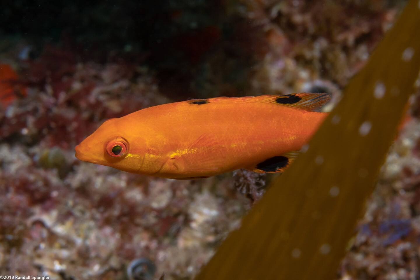 Semicossyphus pulcher (California Sheephead)