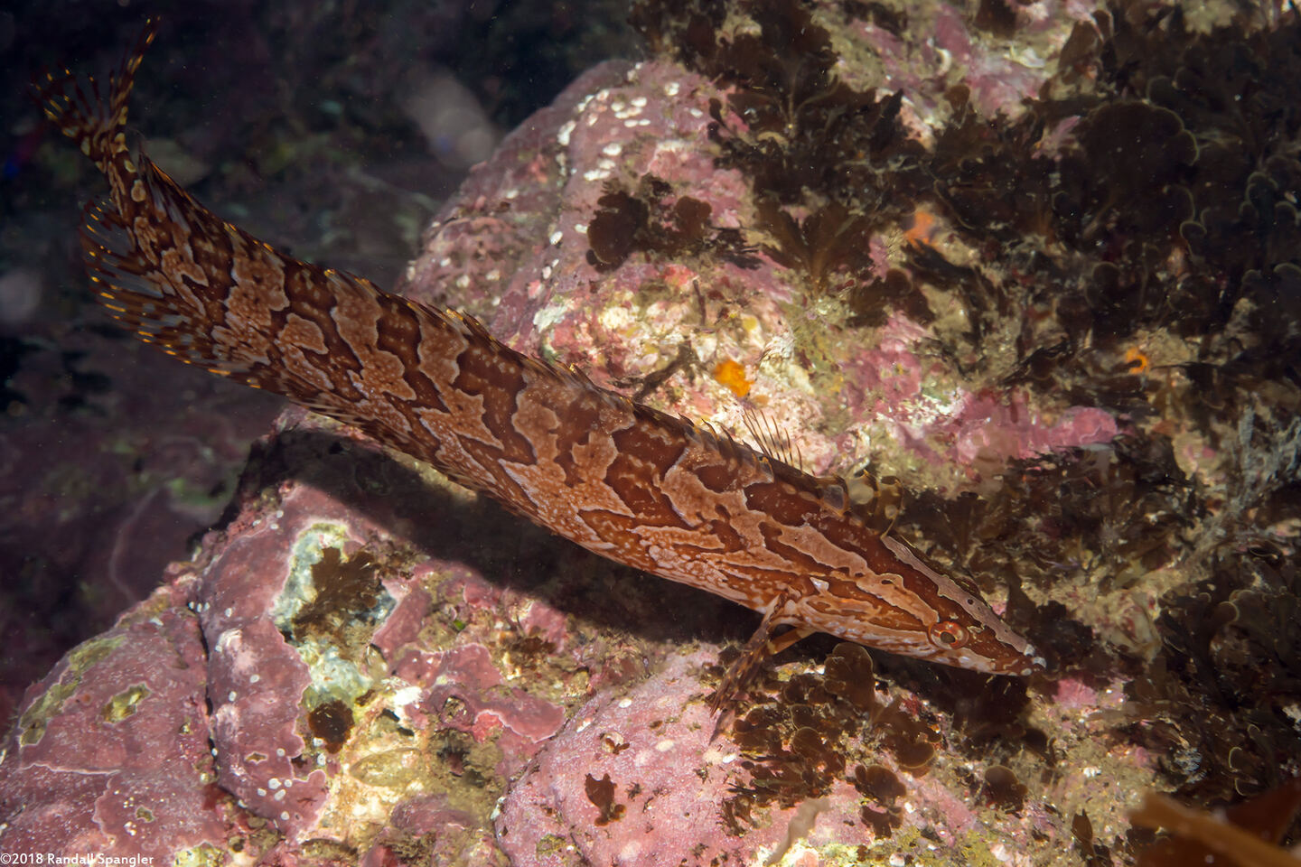 Heterostichus rostratus (Giant Kelpfish)