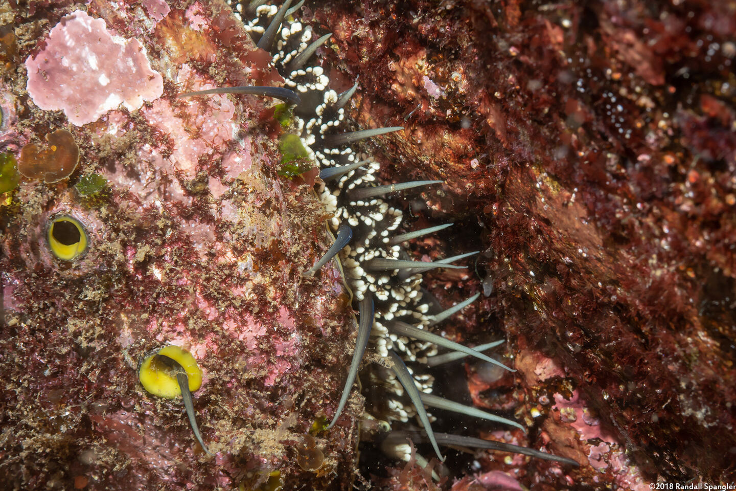 Haliotis fulgens (Green Abalone)