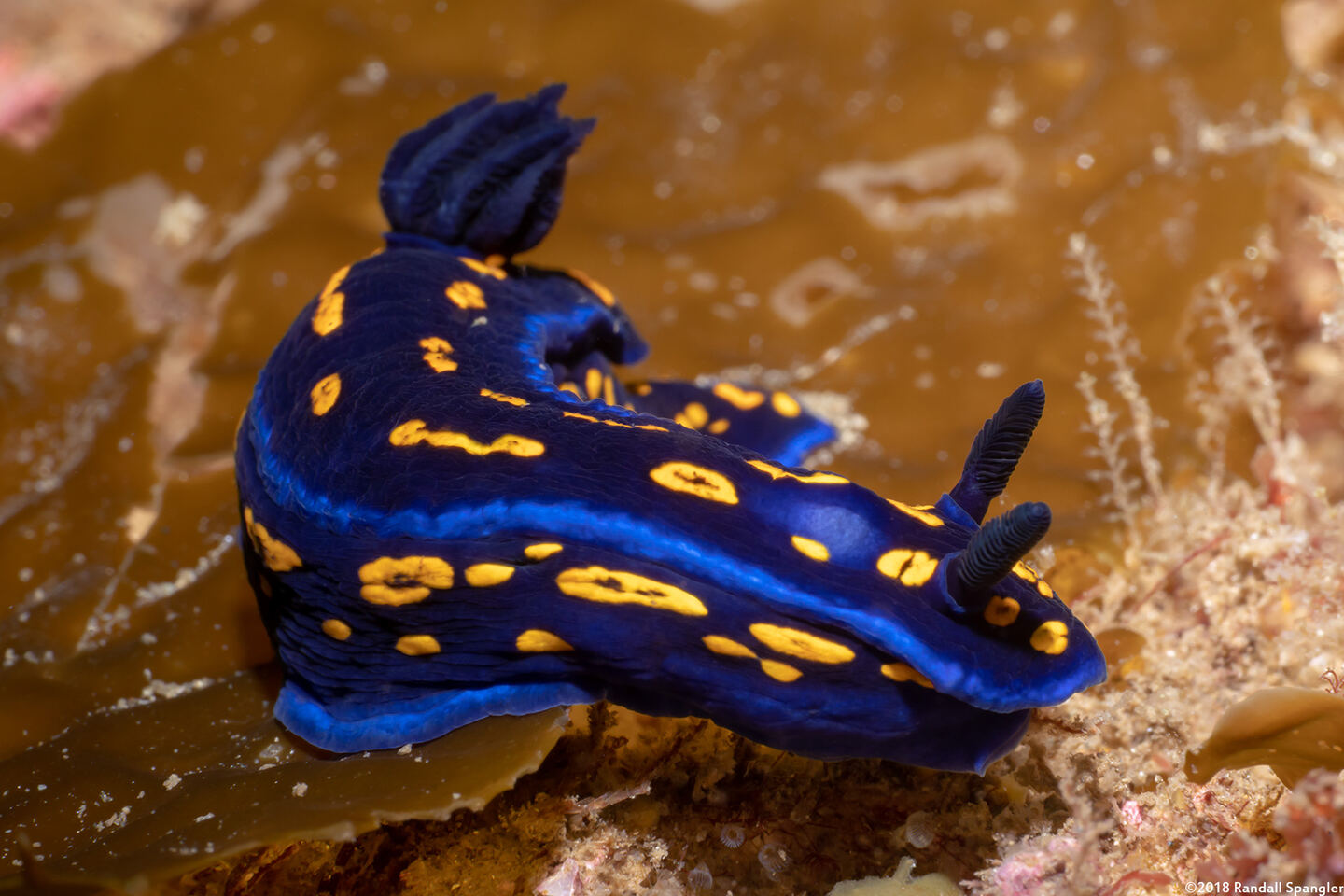 Felimare californiensis (California Chromodorid)