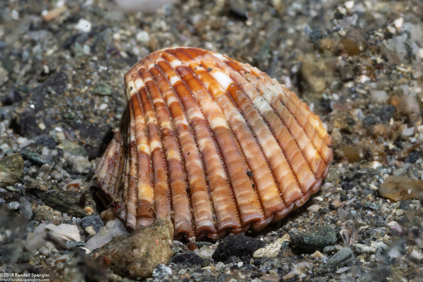 Americardia biangulata (Western Strawberry-Cockle)