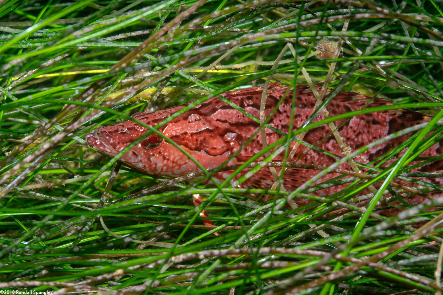 Heterostichus rostratus (Giant Kelpfish)