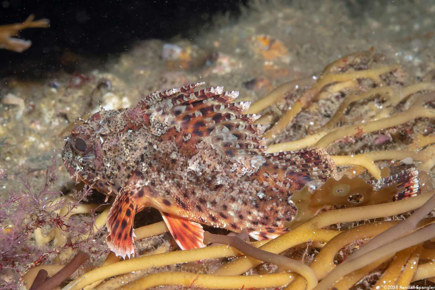 Scorpaena guttata (California Scorpionfish)