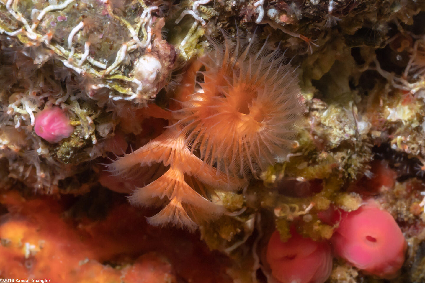 Spirobranchus spinosus (Christmas Tree Worm)