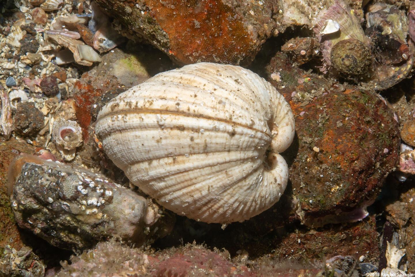 Globivenus fordi (Ford Venus)