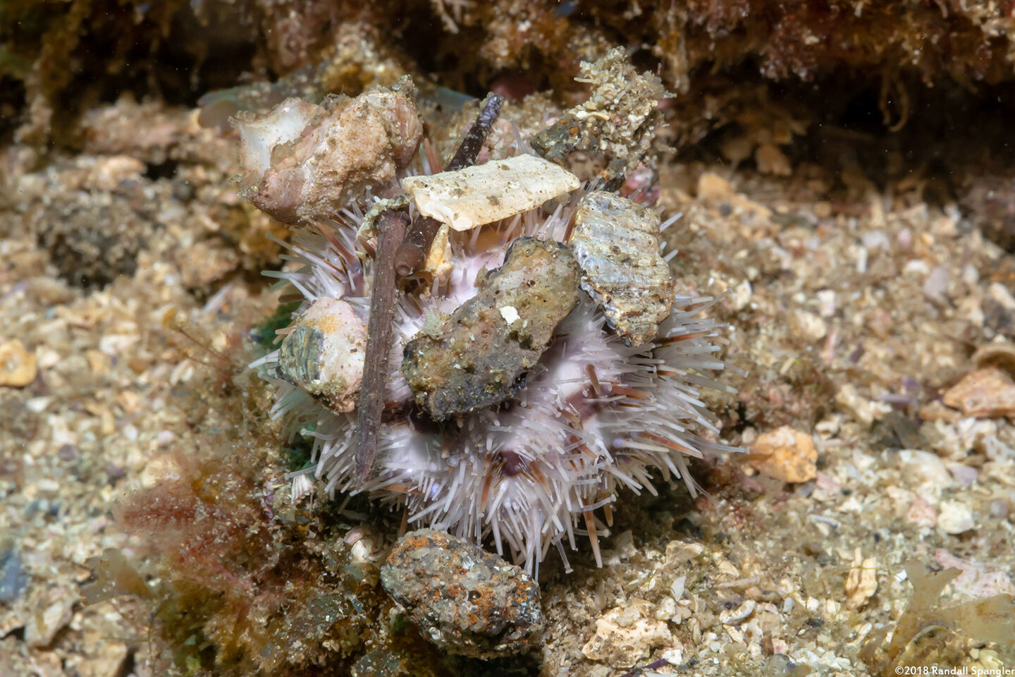 Lytechinus pictus (White Sea Urchin)