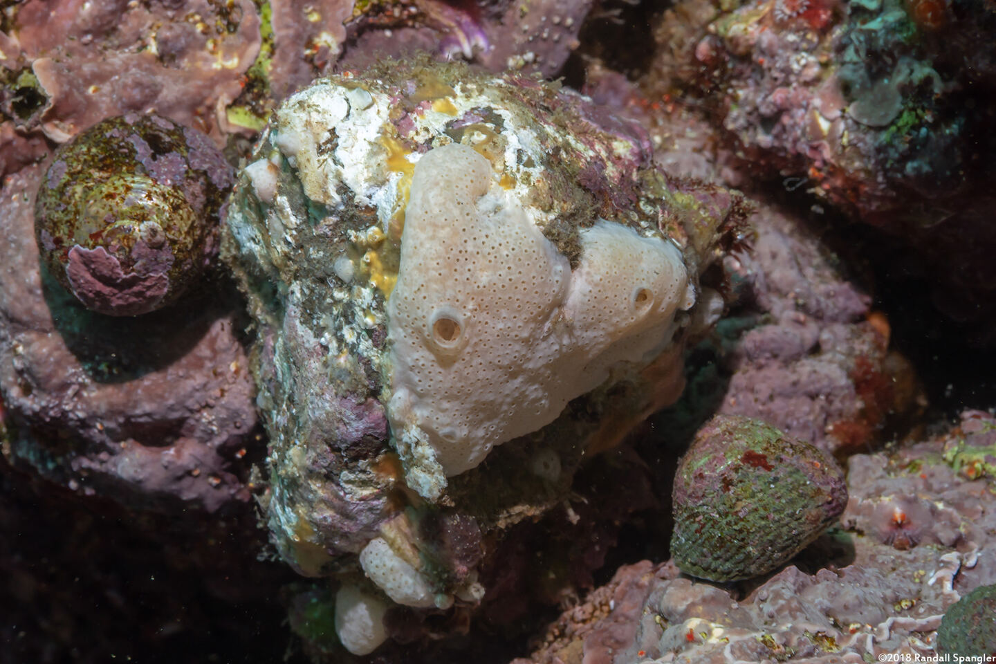 Didemnum sp.4 (Didemnum sp.4)