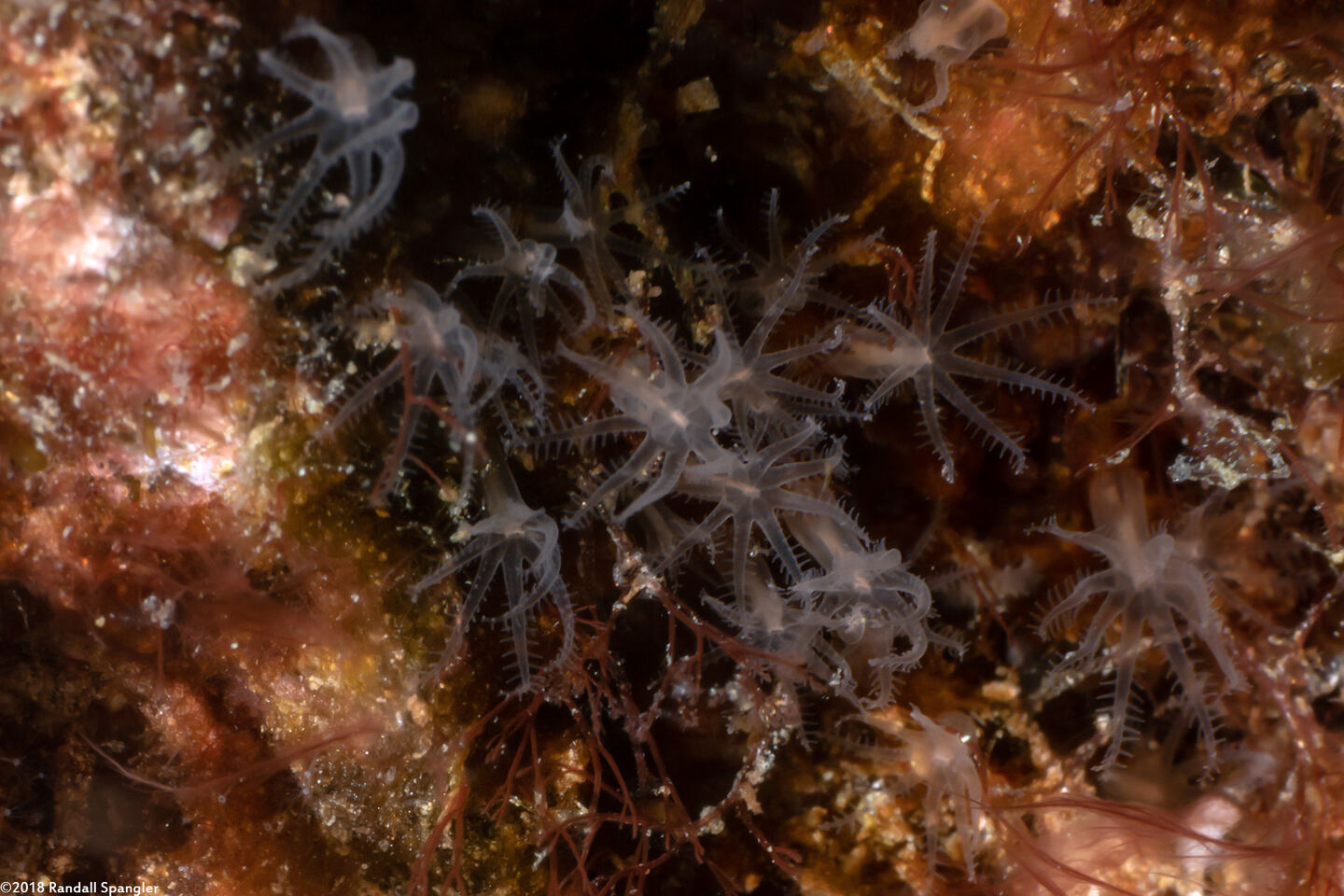 Discophyton rudyi (Discophyton rudyi)