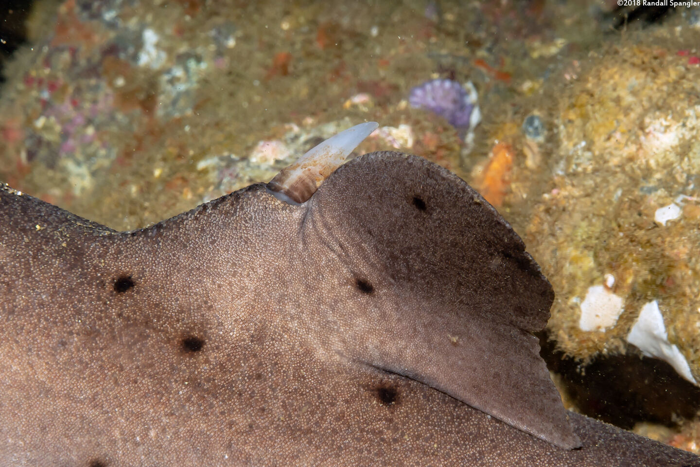 Heterodontus francisci (Horn Shark); The horn on the dorsal fin that gives the shark its name