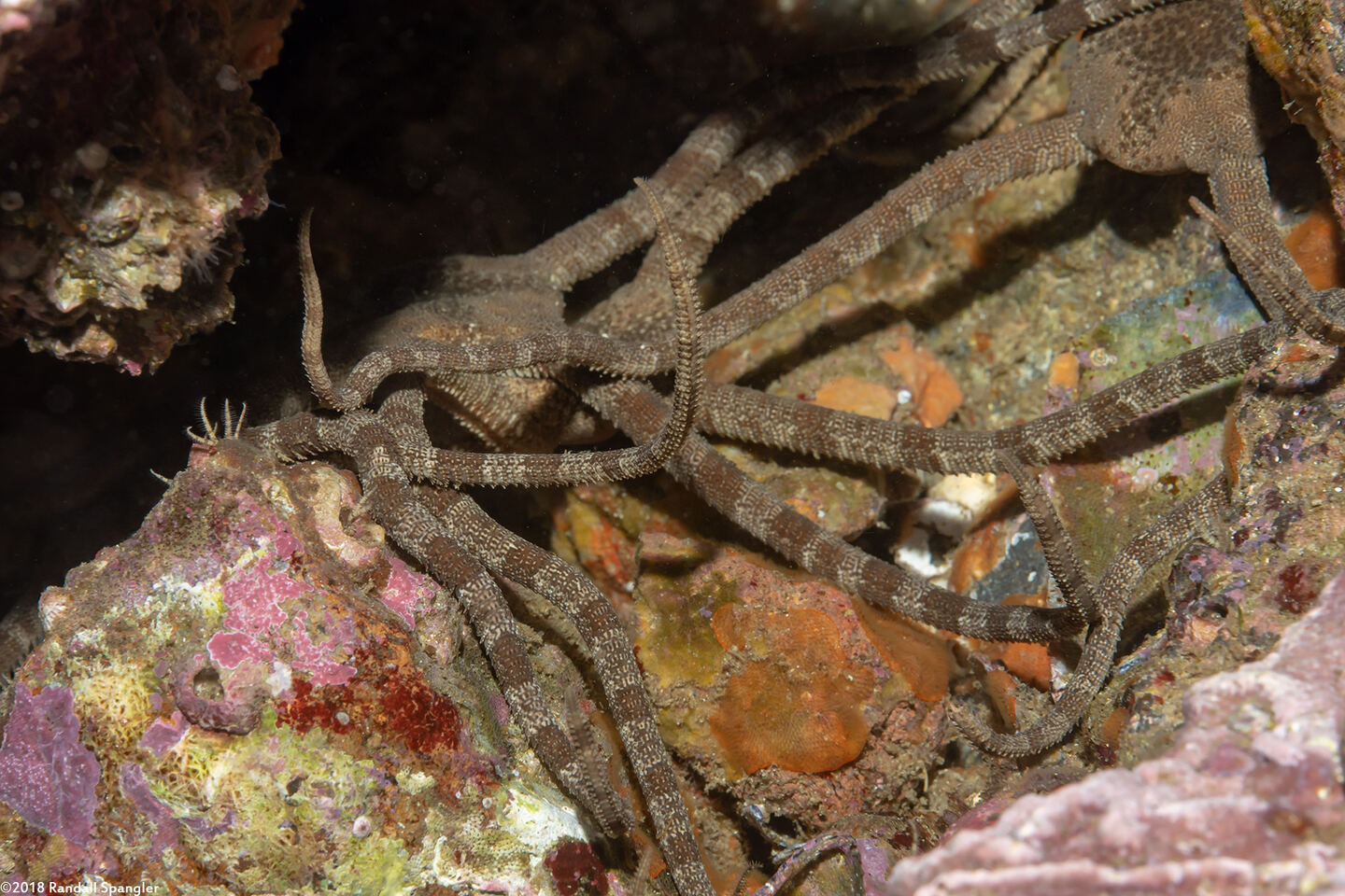 Ophioderma panamense (Banded Serpent Star)