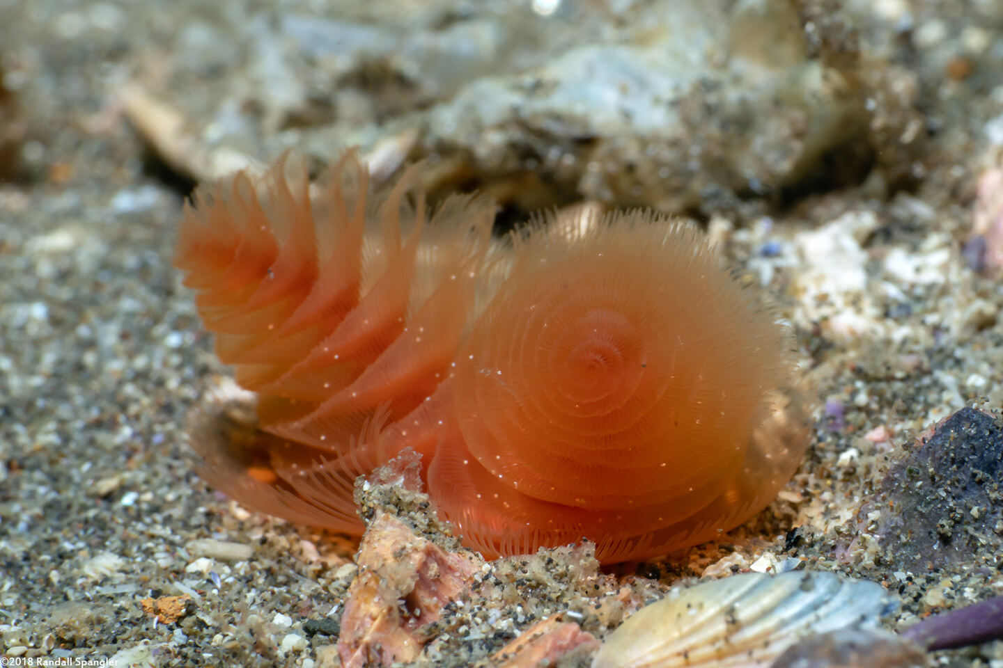 Phoronopsis californica (California Phoronid)