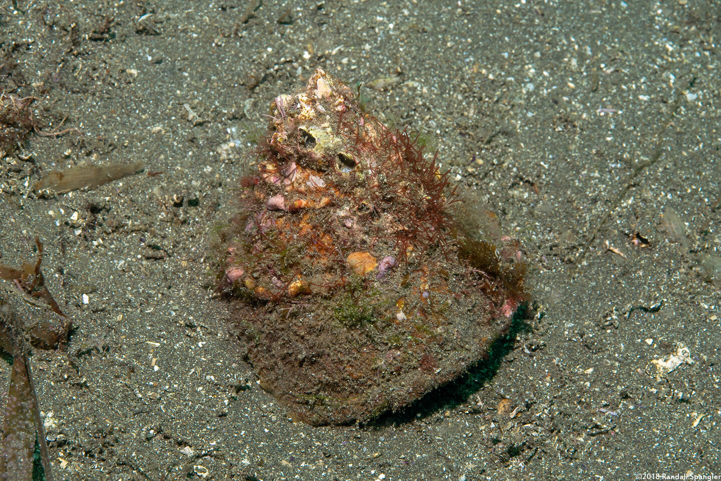 Megastraea undosa (Wavy Turban Snail)