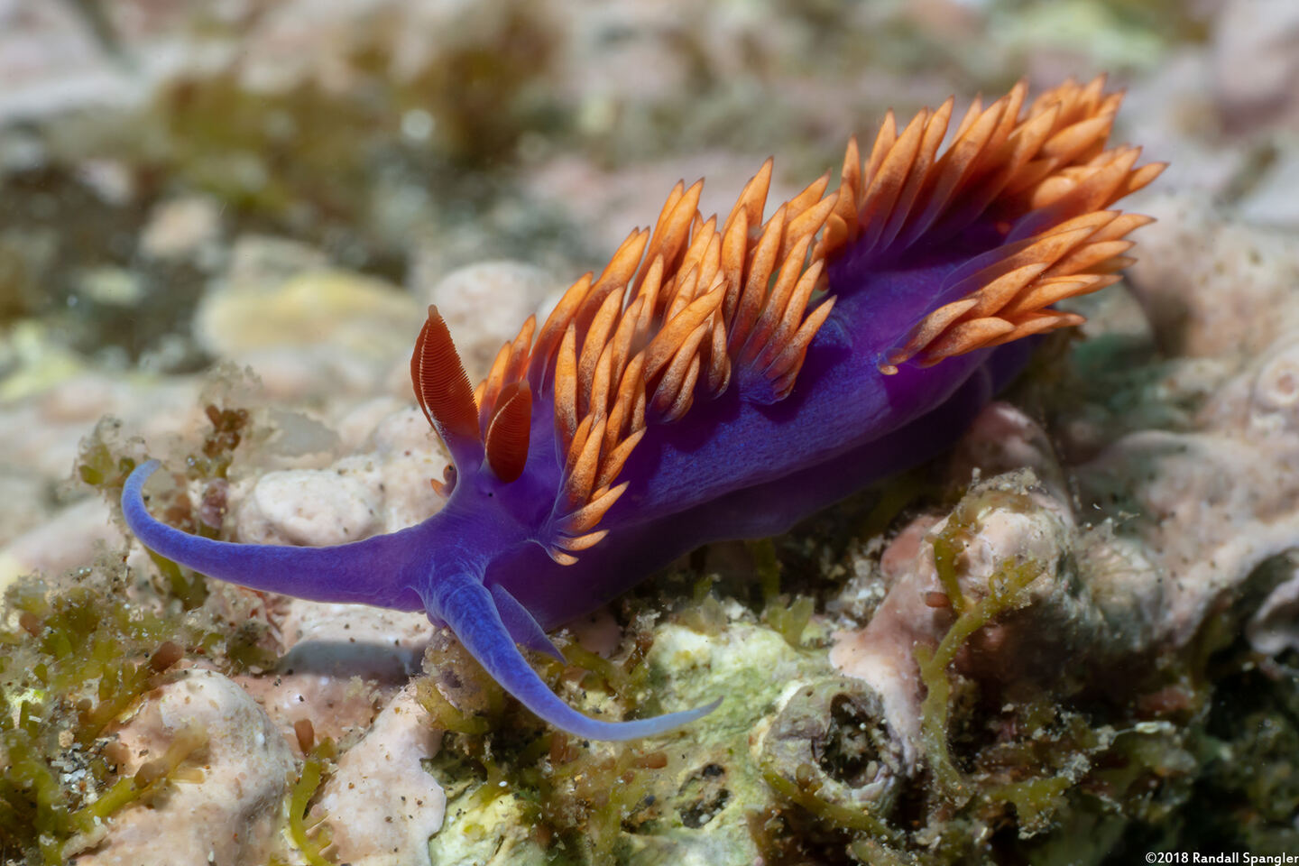 Flabellinopsis iodinea (Spanish Shawl)