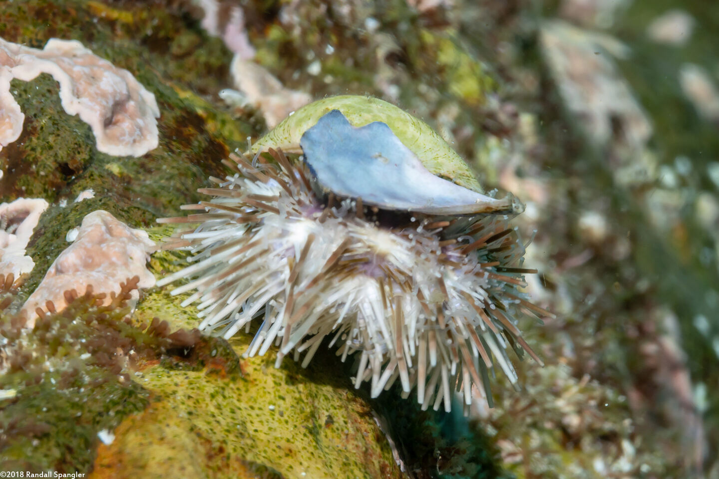 Lytechinus pictus (White Sea Urchin)
