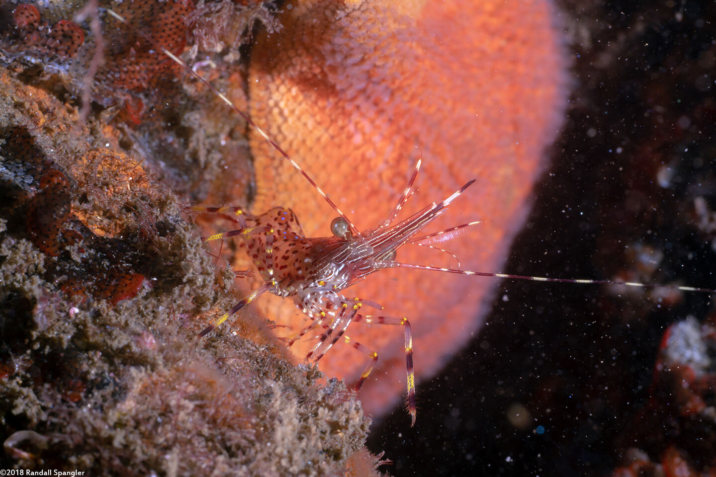 Pandalus danae (Dock Shrimp)