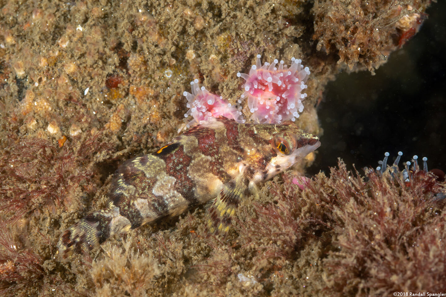 Oxylebius pictus (Painted Greenling)