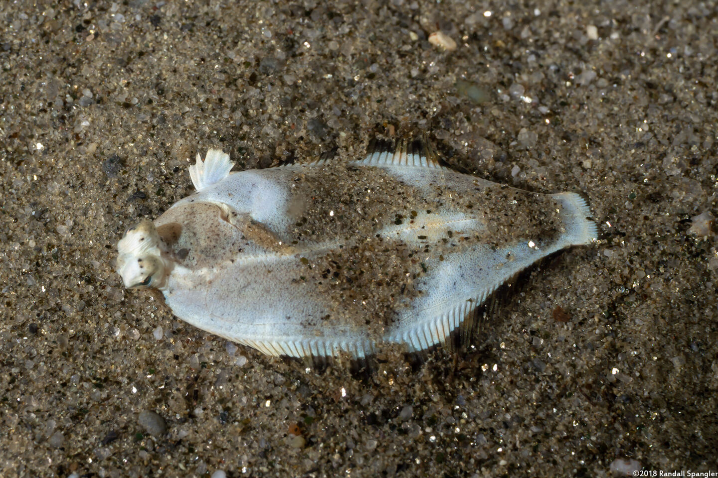 Pleuronichthys coenosus (C-O Sole)