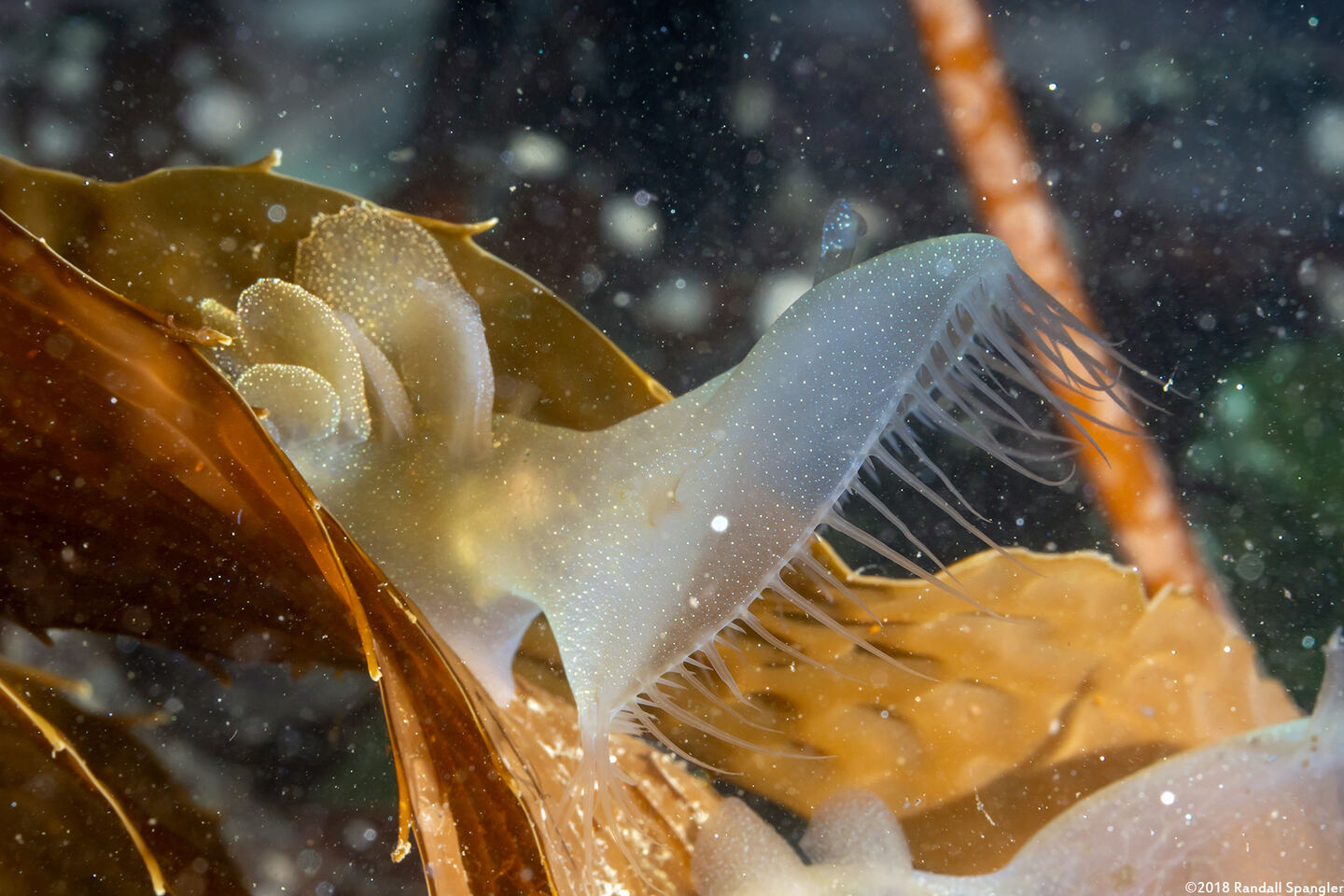 Melibe leonina (Lion's Mane Nudibranch)