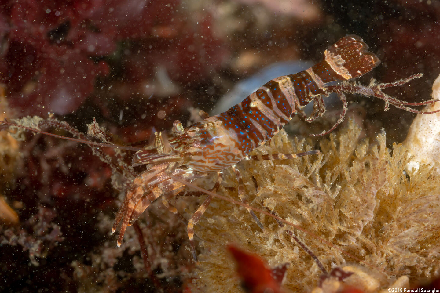Heptacarpus palpator (Intertidal Coastal Shrimp)
