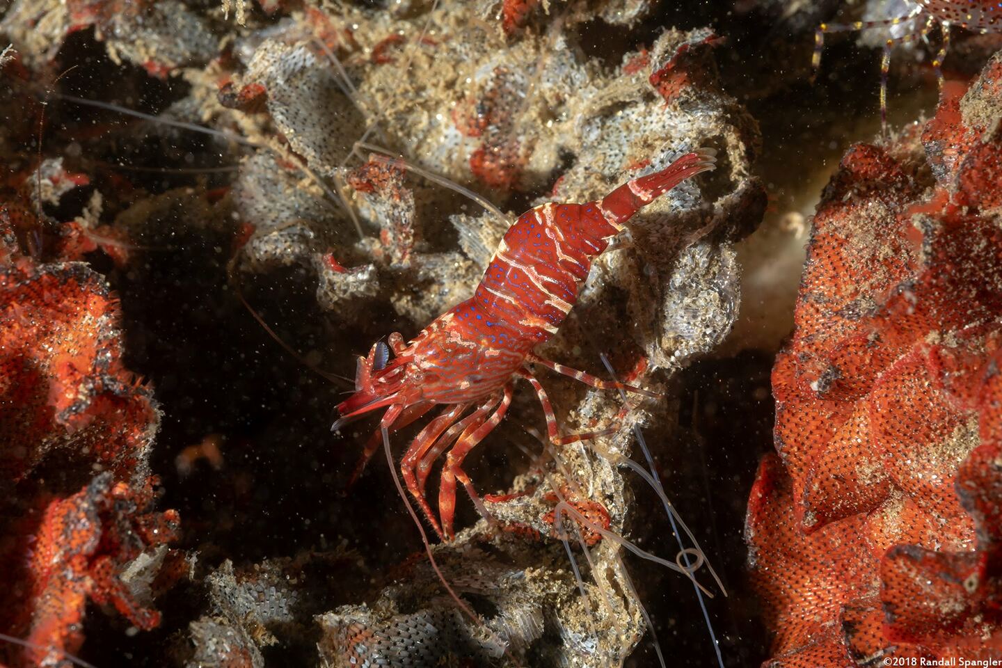 Heptacarpus palpator (Intertidal Coastal Shrimp)