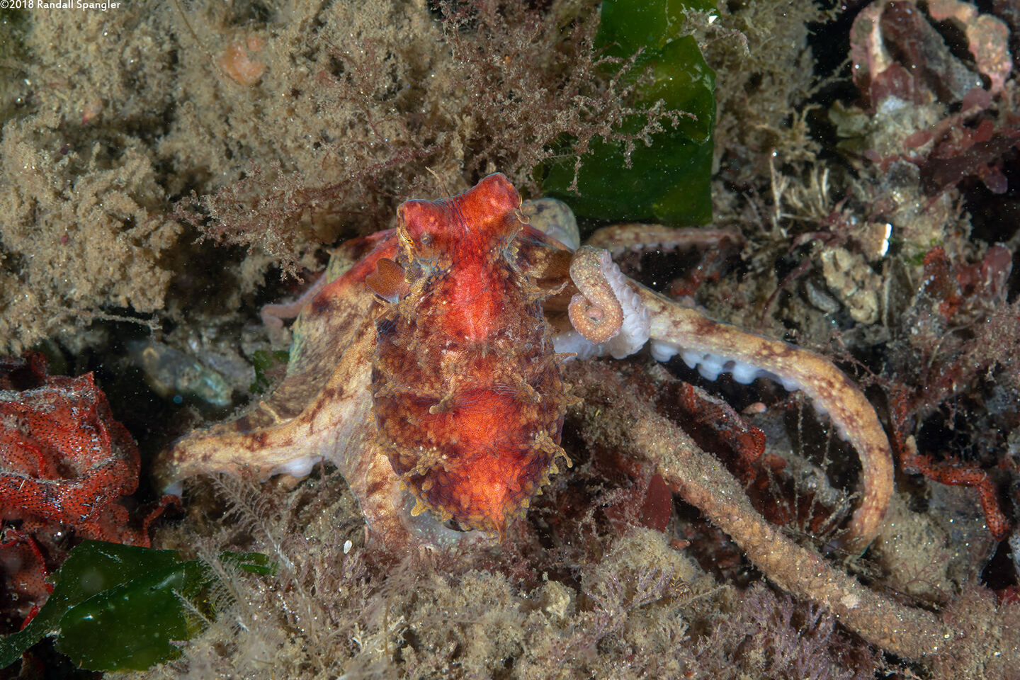 Octopus rubescens (Red Octopus)