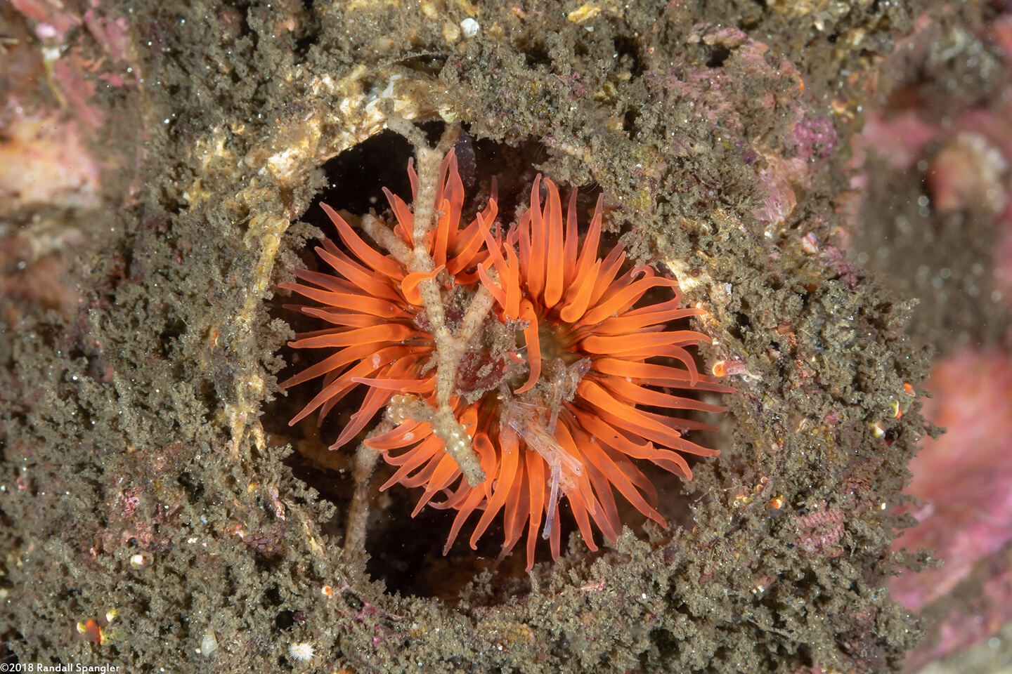 Anthopleura artemisia (Moonglow Anemone)