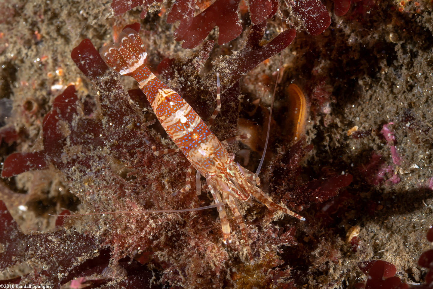 Heptacarpus palpator (Intertidal Coastal Shrimp)