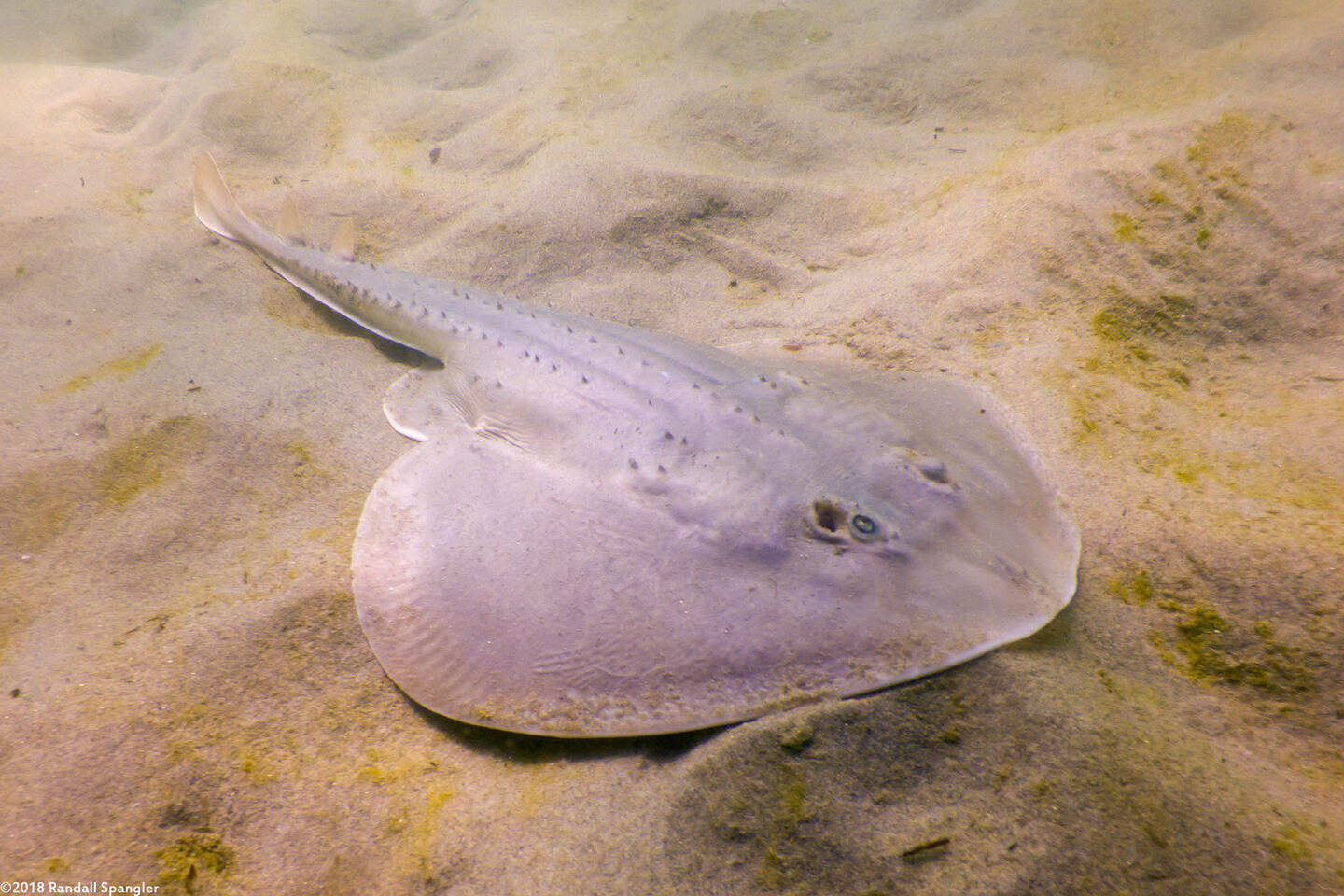 Platyrhinoidis triseriata (Thornback)