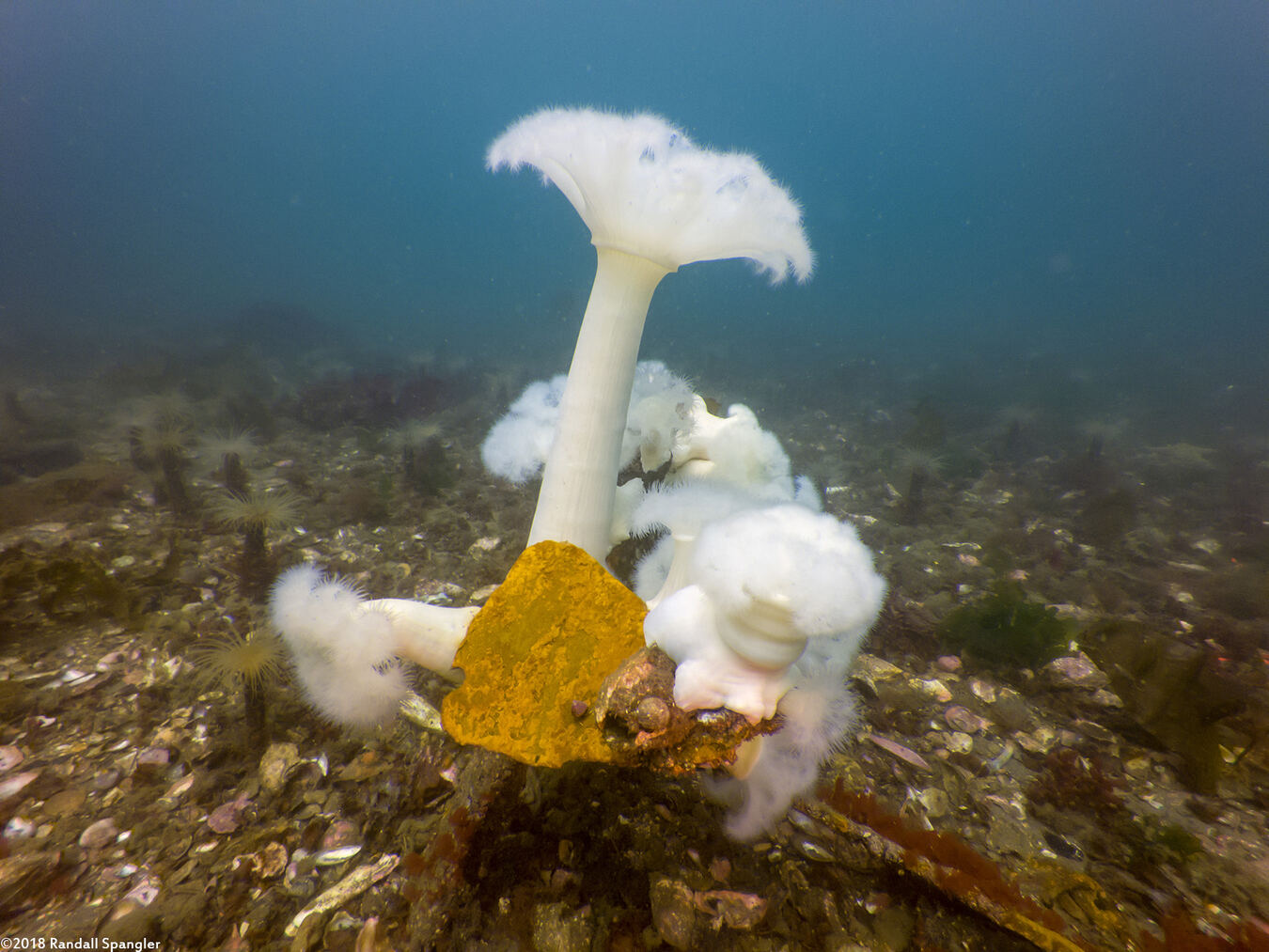Metridium farcimen (White-Plumed Anemone)
