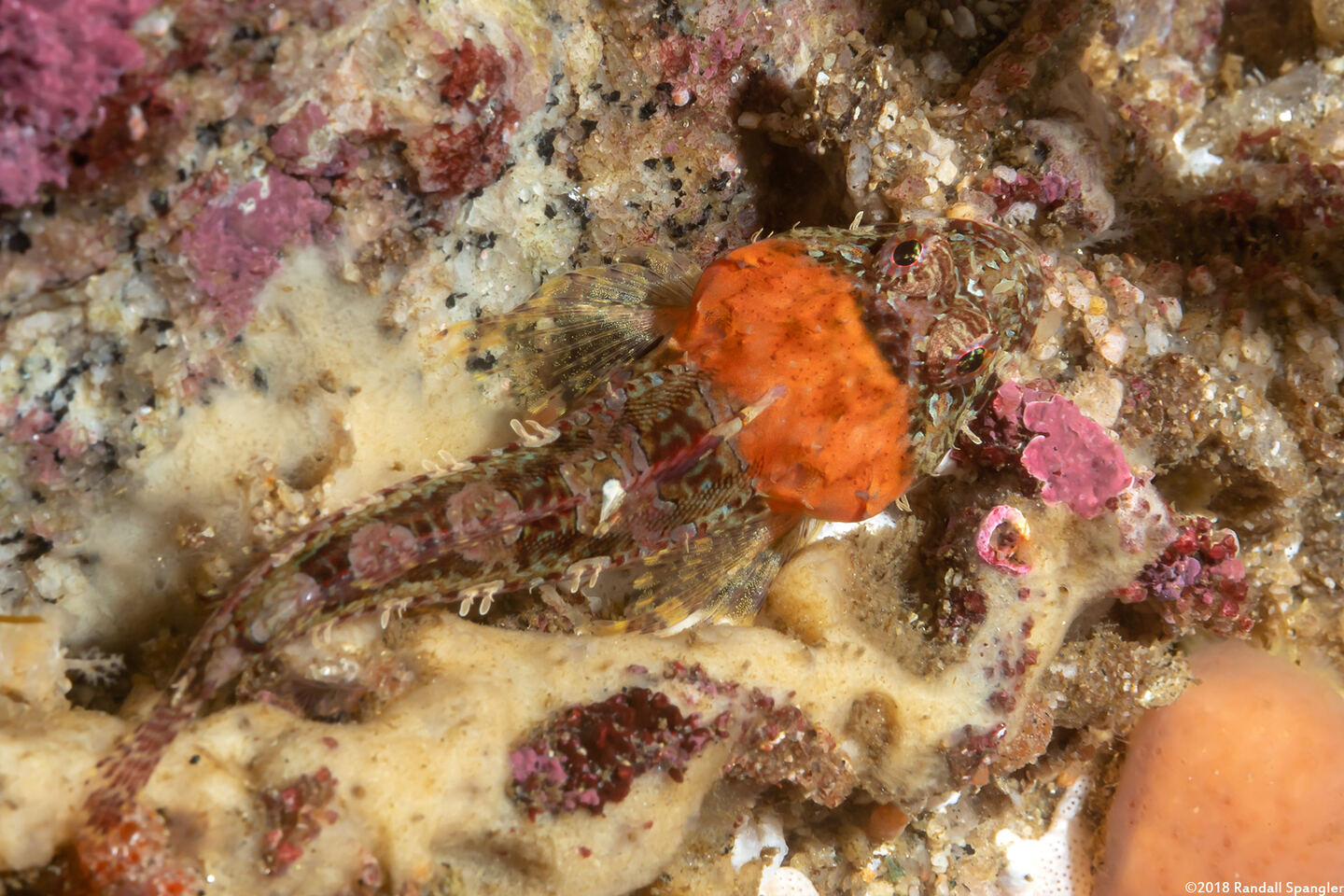 Artedius corallinus (Coralline Sculpin)