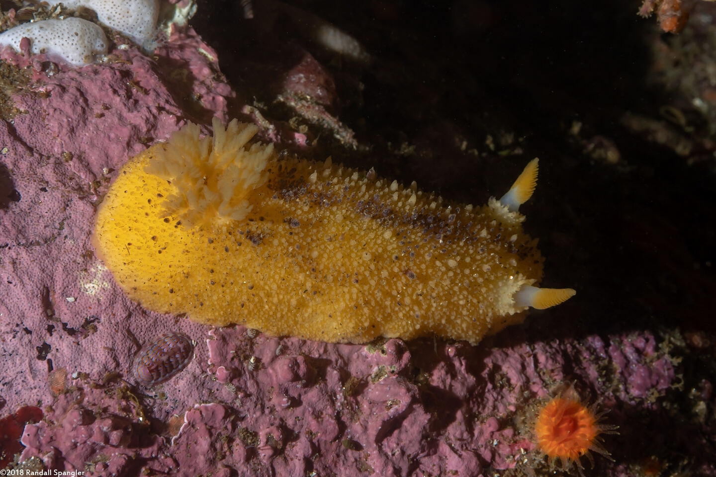 Doris montereyensis (Monterey Dorid)