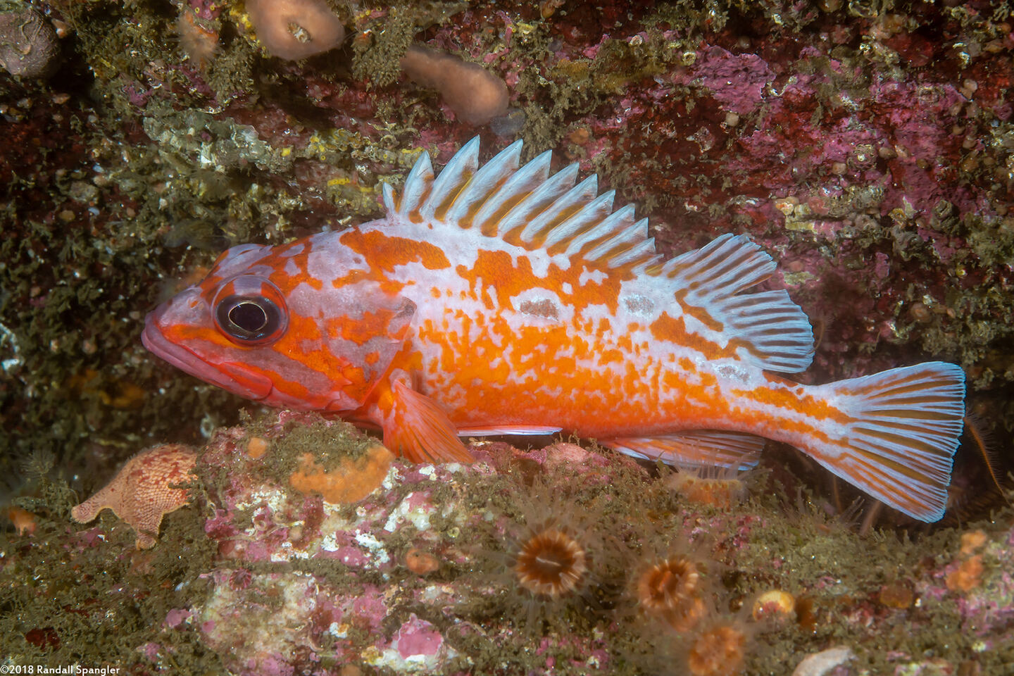 Sebastes rosaceus (Rosy Rockfish)
